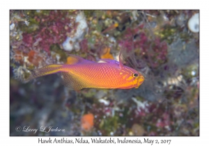 Hawk Anthias