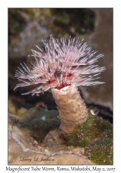 Magnificent Tube Worm