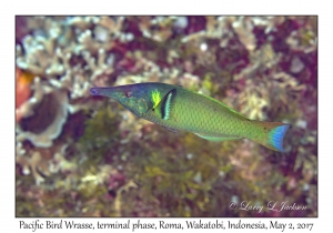 Pacific Bird Wrasse