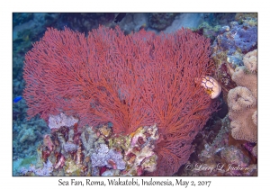 Sea Fan