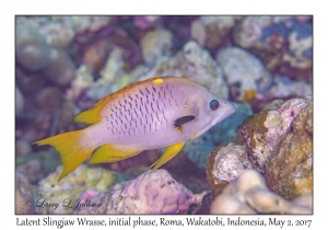 Latent Slingjaw Wrasse