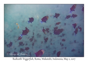 Redtooth Triggerfish