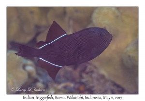 Indian Triggerfish