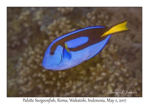 Palette Surgeonfish