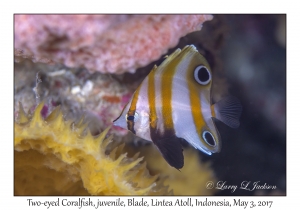 Two-eyed Coralfish