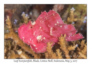 Leaf Scorpionfish