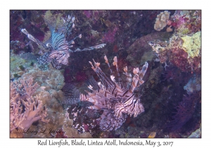 Red Lionfish