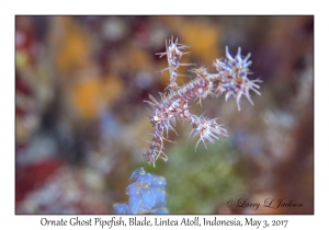 Ornate Ghost Pipefish