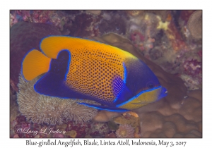 Blue-girdled Angelfish