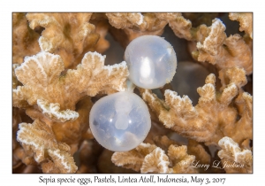 Cuttlefish eggs