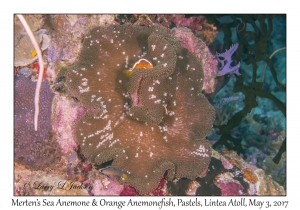 Merten's Carpet Anemone & Orange Anemonefish