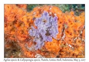Agelas (orange) species & Callyspongia species