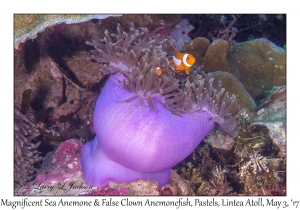 Magnificent Sea Anemone & False Clown Anemonefish