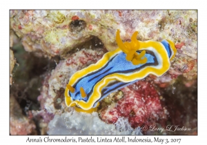 Anna's Chromodoris