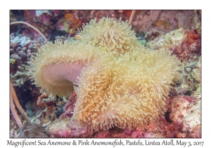 Magnificent Sea Anemone & Pink Anemonefish