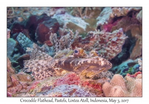 Crocodile Flathead