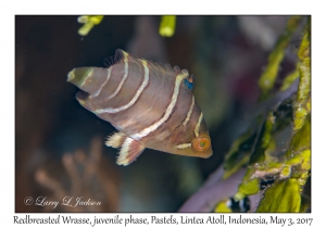 Redbreasted Wrasse