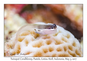 Twinspot Coralblenny