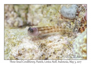 Three-lined Coralblenny