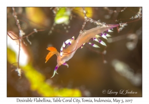 Desirable Flabellina