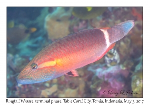 Ringtail Wrasse