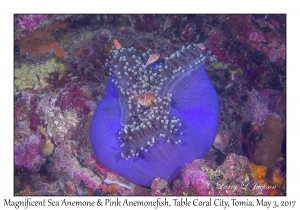 Magnificent Sea Anemone & Pink Anemonefish