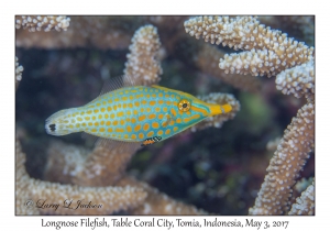 Longnose Filefish