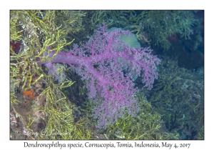 Dendronephthya species