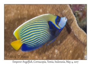 Emperor Angelfish