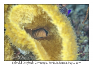 Splendid Dottyback