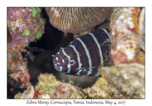 Zebra Moray