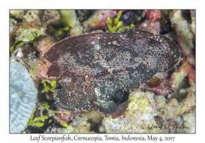 Leaf Scorpionfish