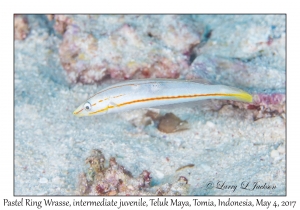 Pastel Ring Wrasse