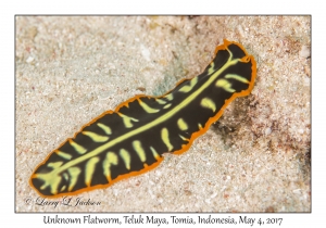 Unknown Flatworm