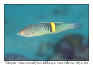 Philippine Wrasse