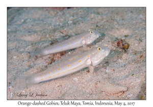 Orange-dashed Gobies
