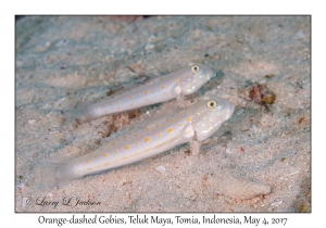 Orange-dashed Gobies