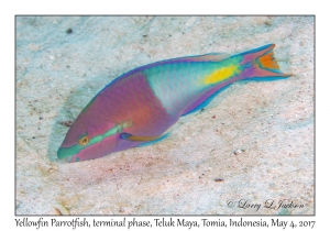 Yellowfin Parrotfish