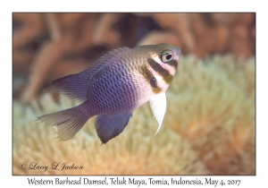 Western Barhead Damsel