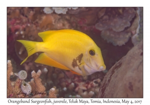 Orangeband Surgeonfish