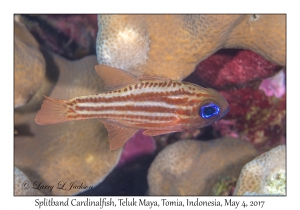 Splitband Cardinalfish