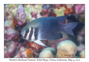 Western Barhead Damsel