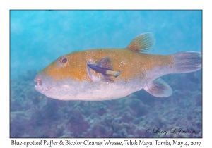 Blue-spotted Puffer and Bicolor Cleaner Wrasse