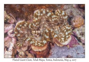 Fluted Giant Clam