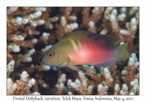 Firetail Dottyback