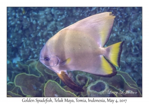 Golden Spadefish