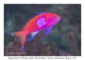 Squarespot Anthias