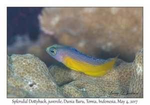 Splendid Dottyback