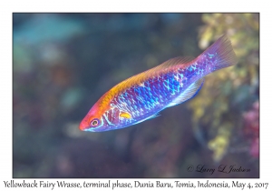 Yellowback Fairy Wrasse