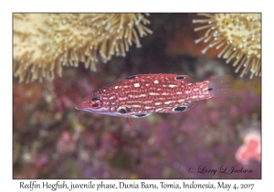 Redfin Hogfish